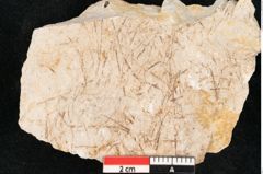 Foto (Detailansicht) von Hypnum sagorianum Ettingshausen (NHMW-GEO-2024-0188-6738)